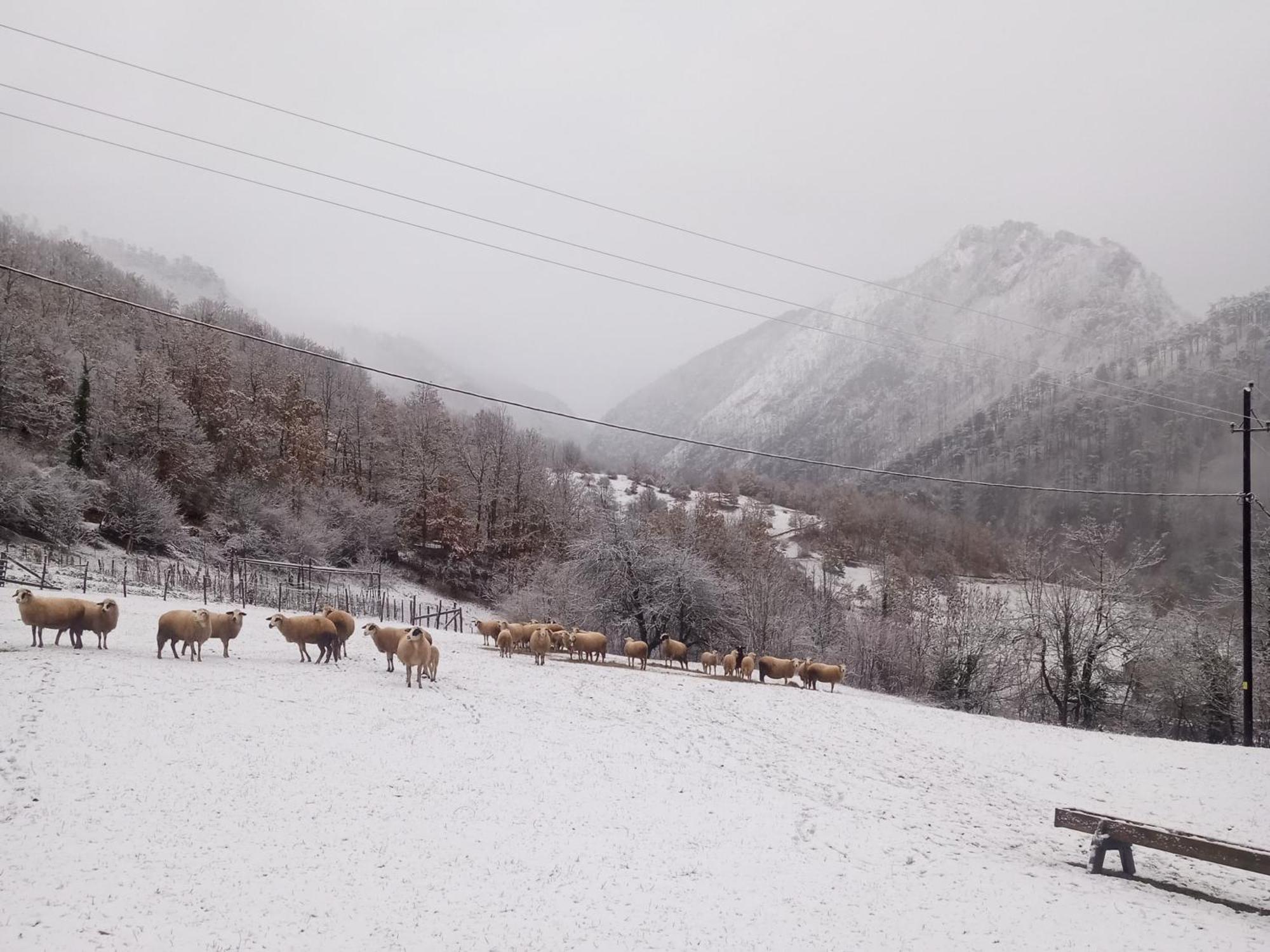 Hotel Family Owned Self Sufficient Eco Farm Tara Pljevlja Exteriér fotografie
